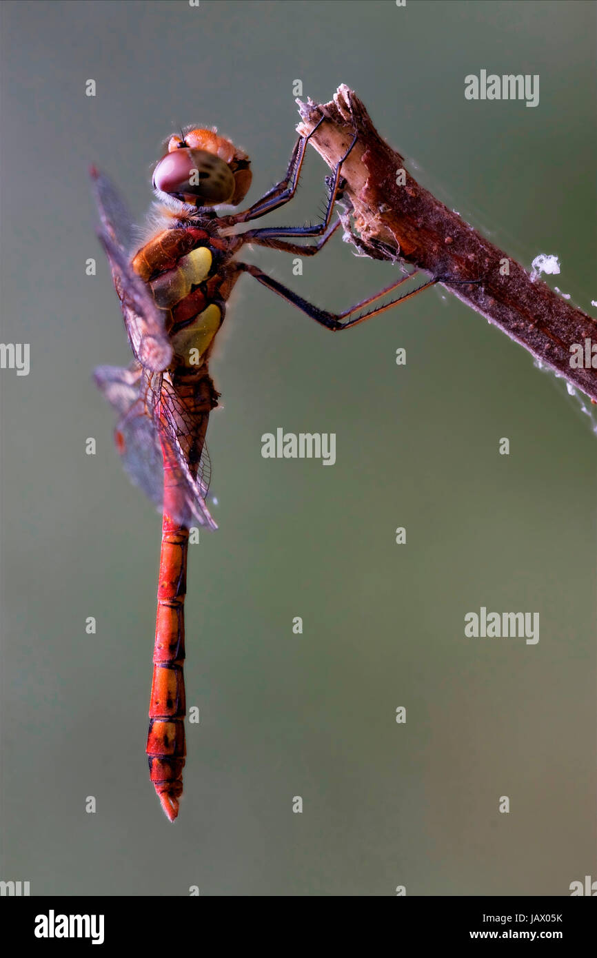 wild red yellow dragonfly on a wood branch in the bush Stock Photo - Alamy