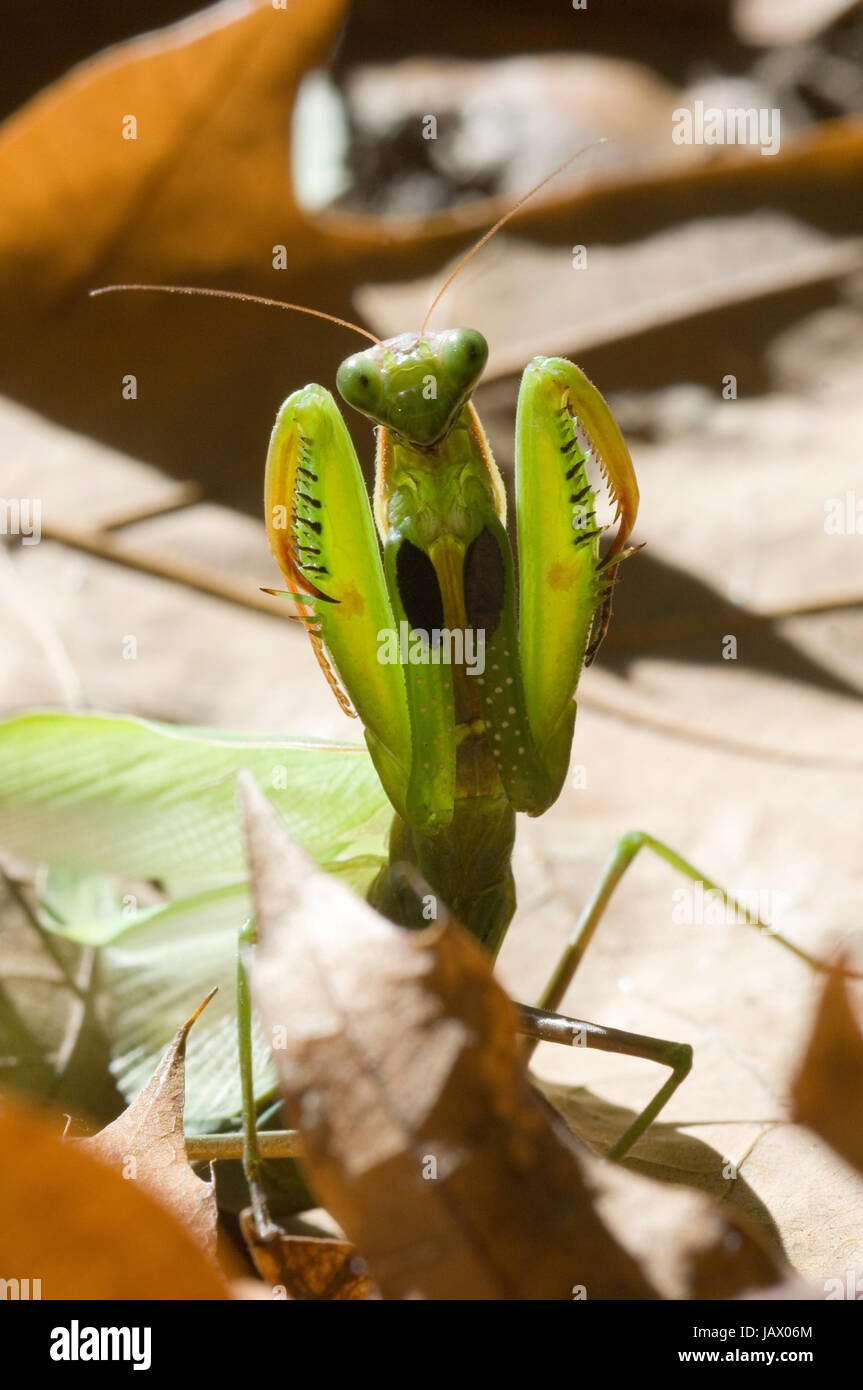 praying mantis,mantis religiosa,female,eat,prey,predator,prey grasshopper,insects,mantoidei,parco lambro valley,lombardy,italy Stock Photo