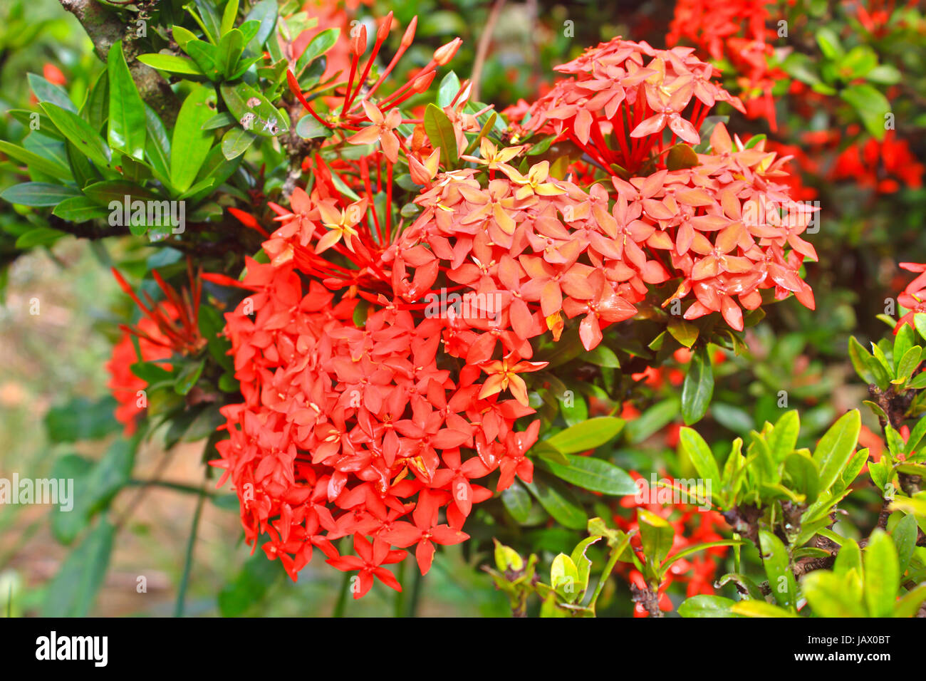 Closeup red flower ,Indian Jasmine.scientific name Ixora chinensis Lamk