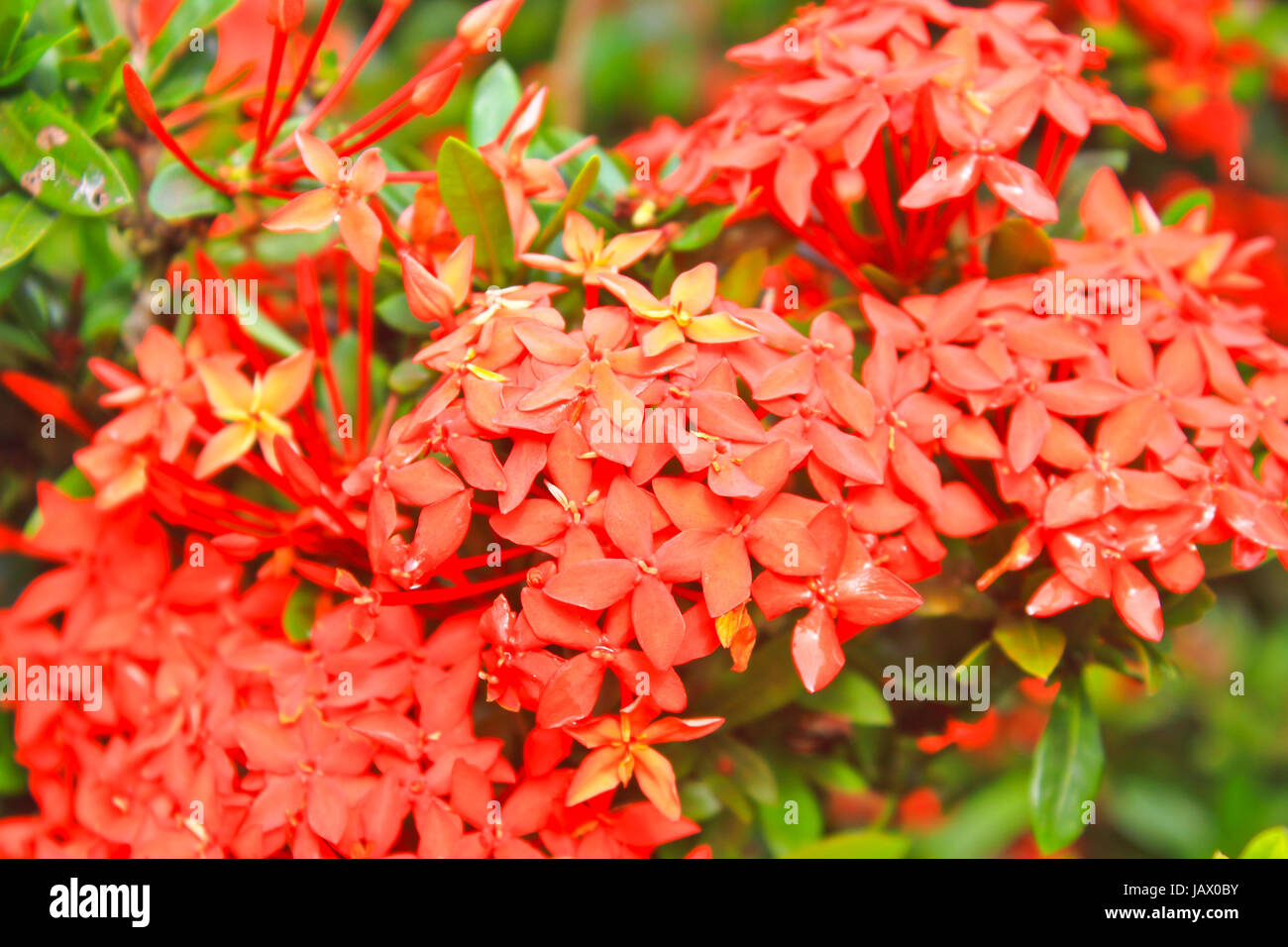 Red west indian jasmine hires stock photography and images Alamy