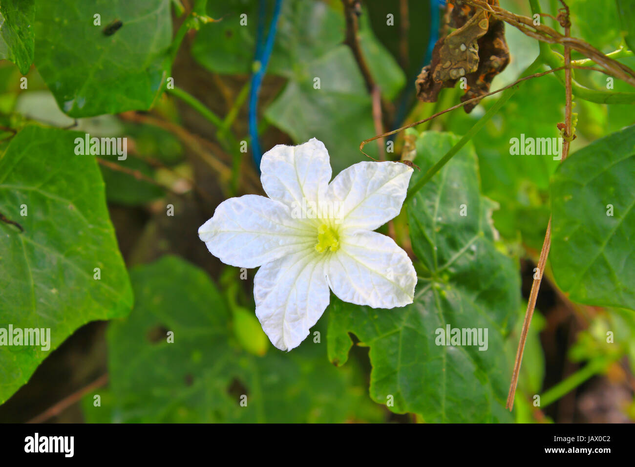 Ivy Gourd flower with green background in garden Stock Photo