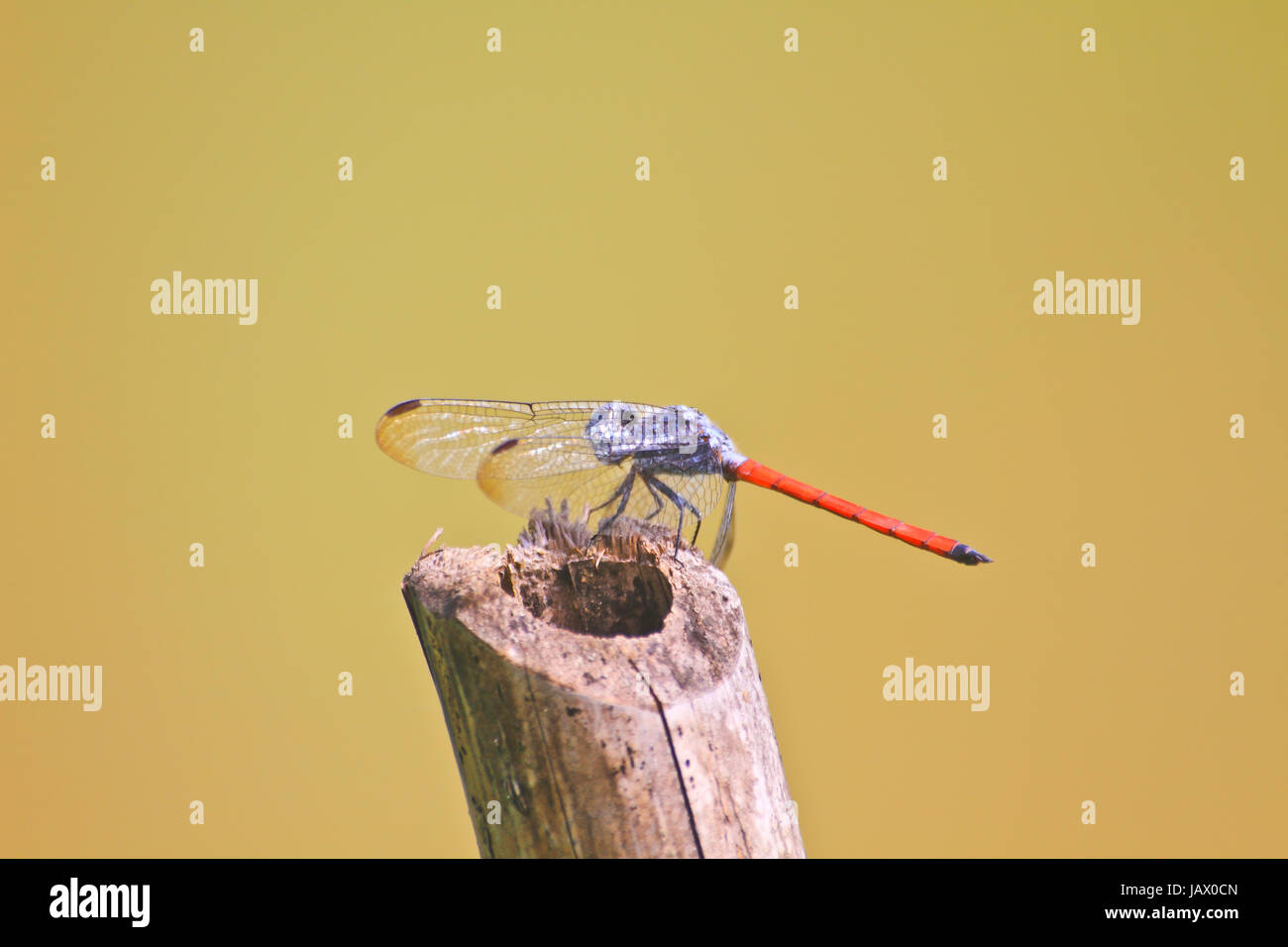 red dragonfly resting on a branch in forest Stock Photo - Alamy