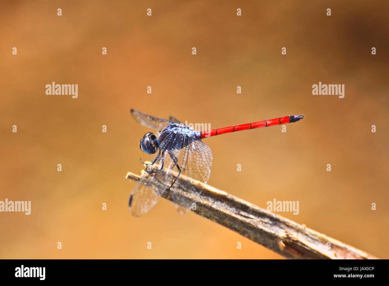 red dragonfly resting on a branch in forest Stock Photo - Alamy