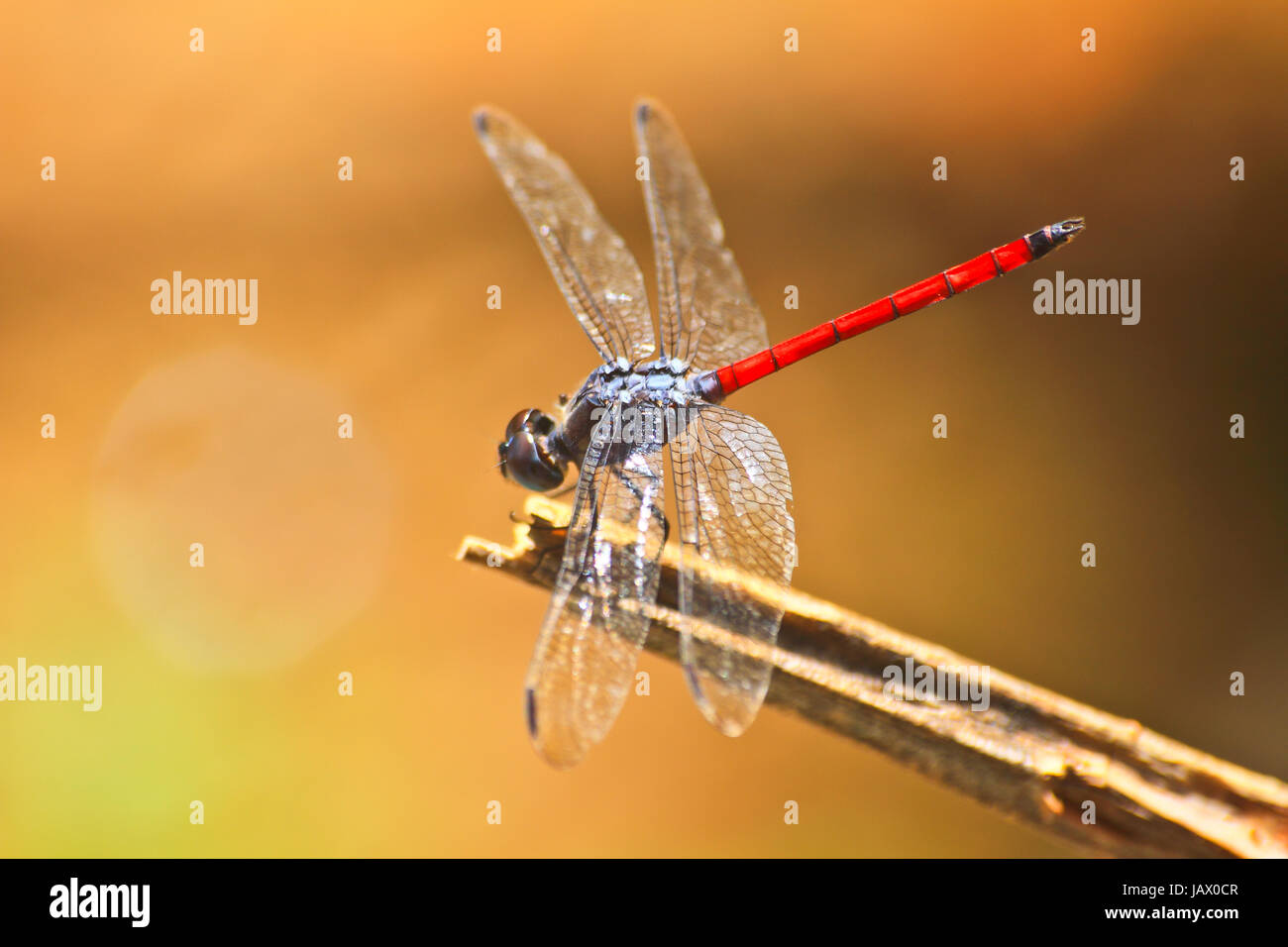 red dragonfly resting on a branch in forest Stock Photo - Alamy