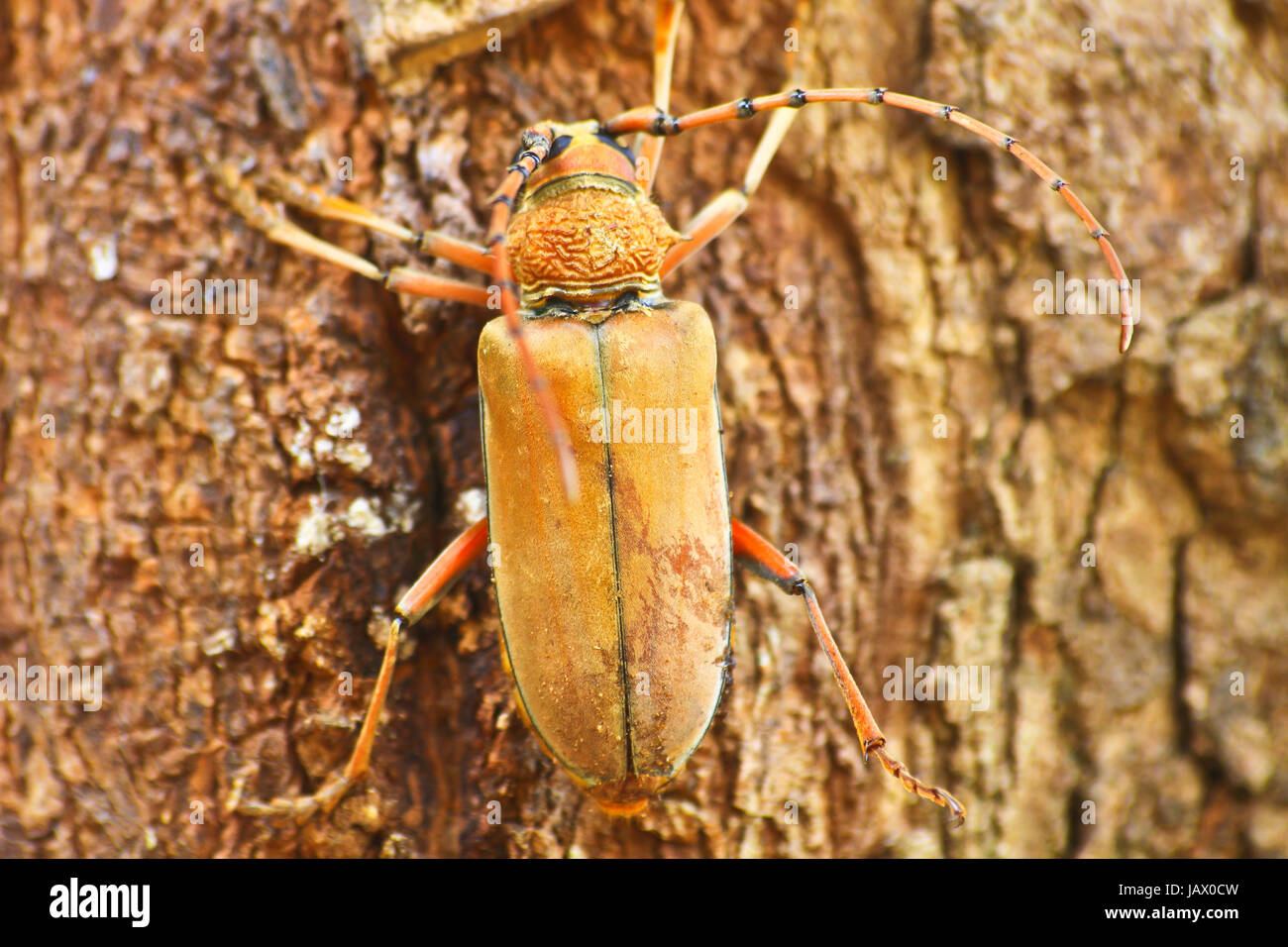 Long Horned Beetle on tree, Megopsis sp. in nature Stock Photo - Alamy