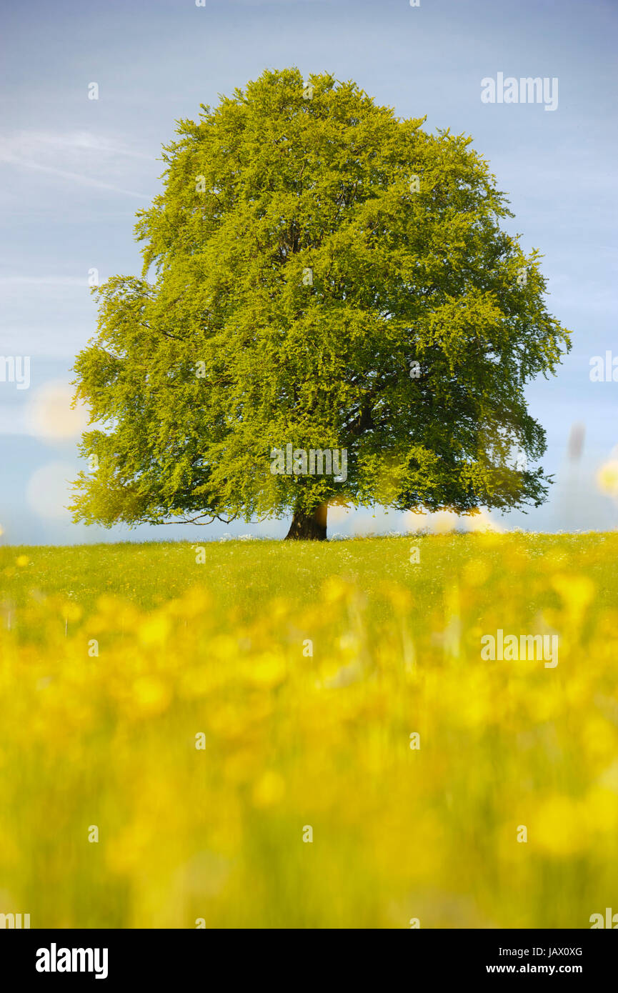 single big beech tree at spring in Bavaria Stock Photo