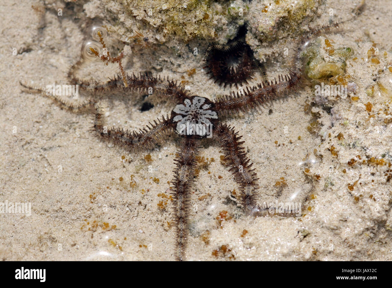brittle stars in the red sea Stock Photo