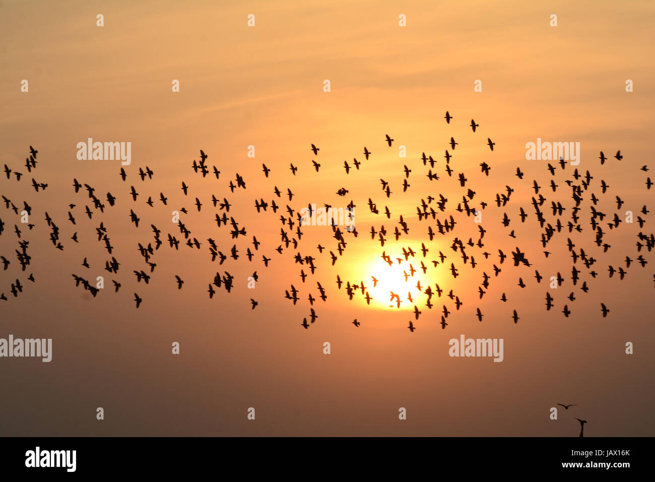 FLOCKING BEHAVIOR IN BIRDS IN EVENING Stock Photo Alamy
