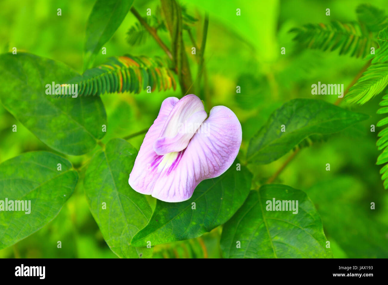 Pea flower or butterfly pea, flora in nature Stock Photo