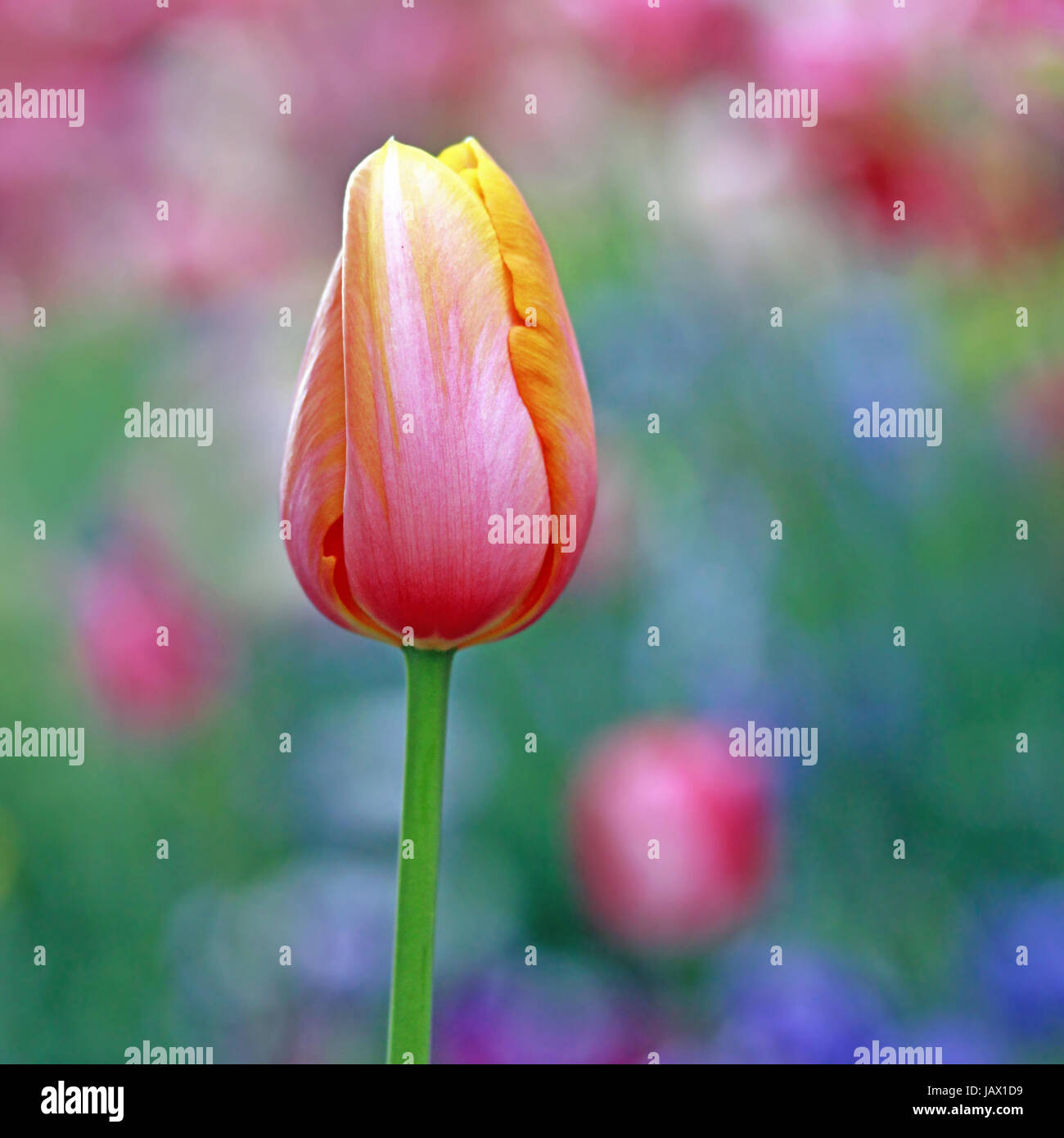 tulip in square Stock Photo