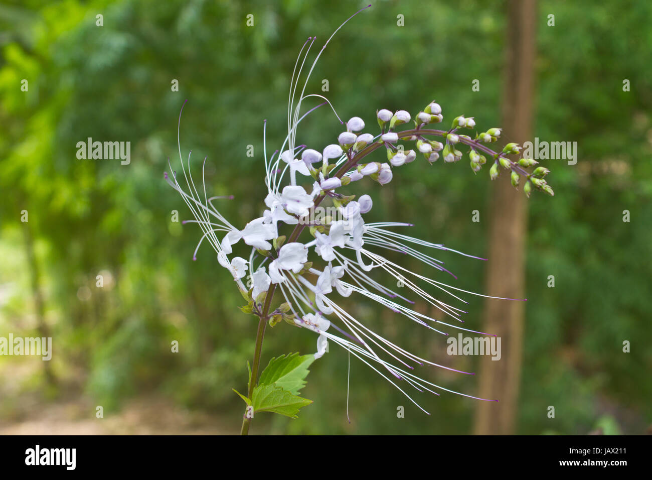 flower from Thailand, Cat's whiskers flowers, Orthosiphon stamineus, in the garden Stock Photo