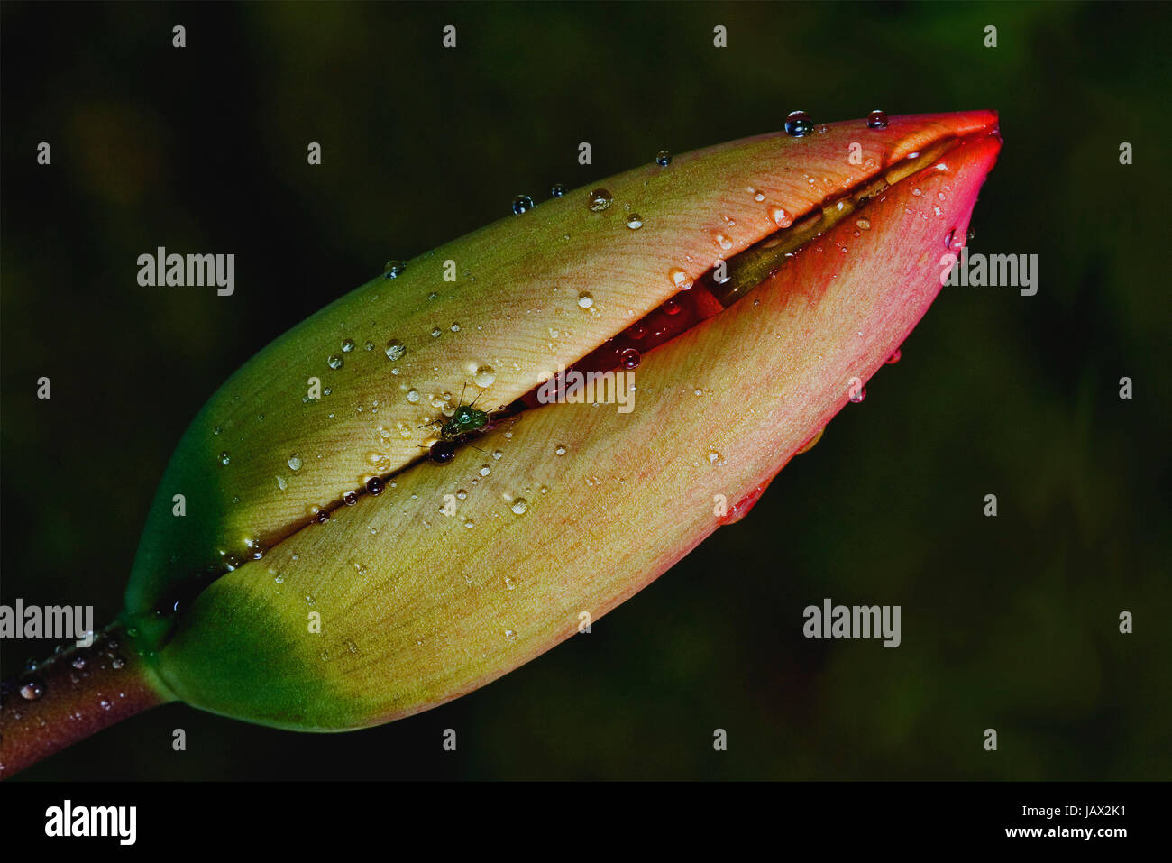 close up of a papaveracee papaver rhoeas argemone setigerum hybridum  and a fly Stock Photo