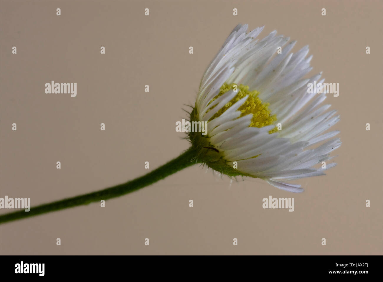 macro close up of a yellow white daisy composite chamomilla in background Stock Photo