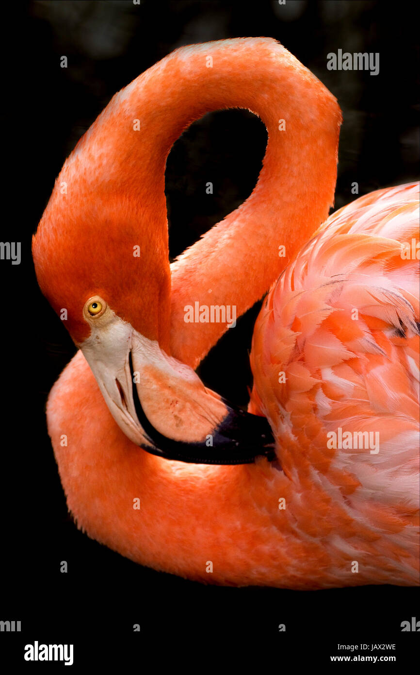 pink flamengo  whit yellow eye in republica dominicana Stock Photo