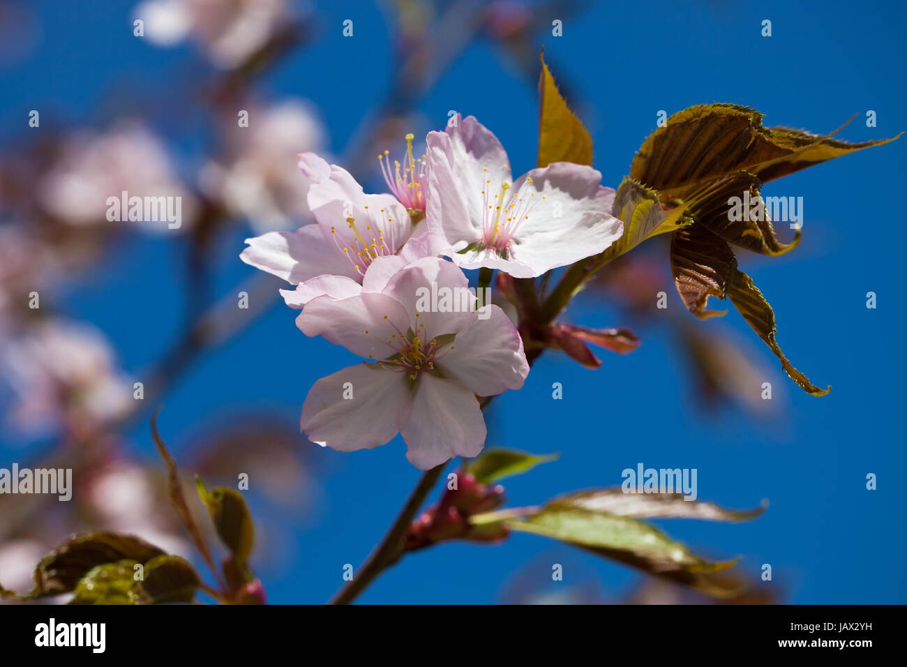 Beautiful pink flowers of Cherry blossom or Japanese Sakura in spring ...