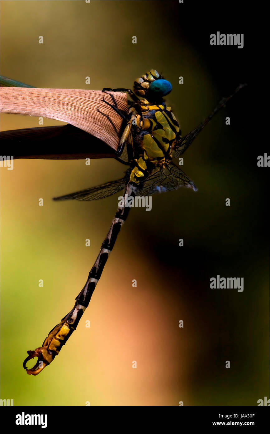 Black yellow dragonfly hi-res stock photography and images - Alamy