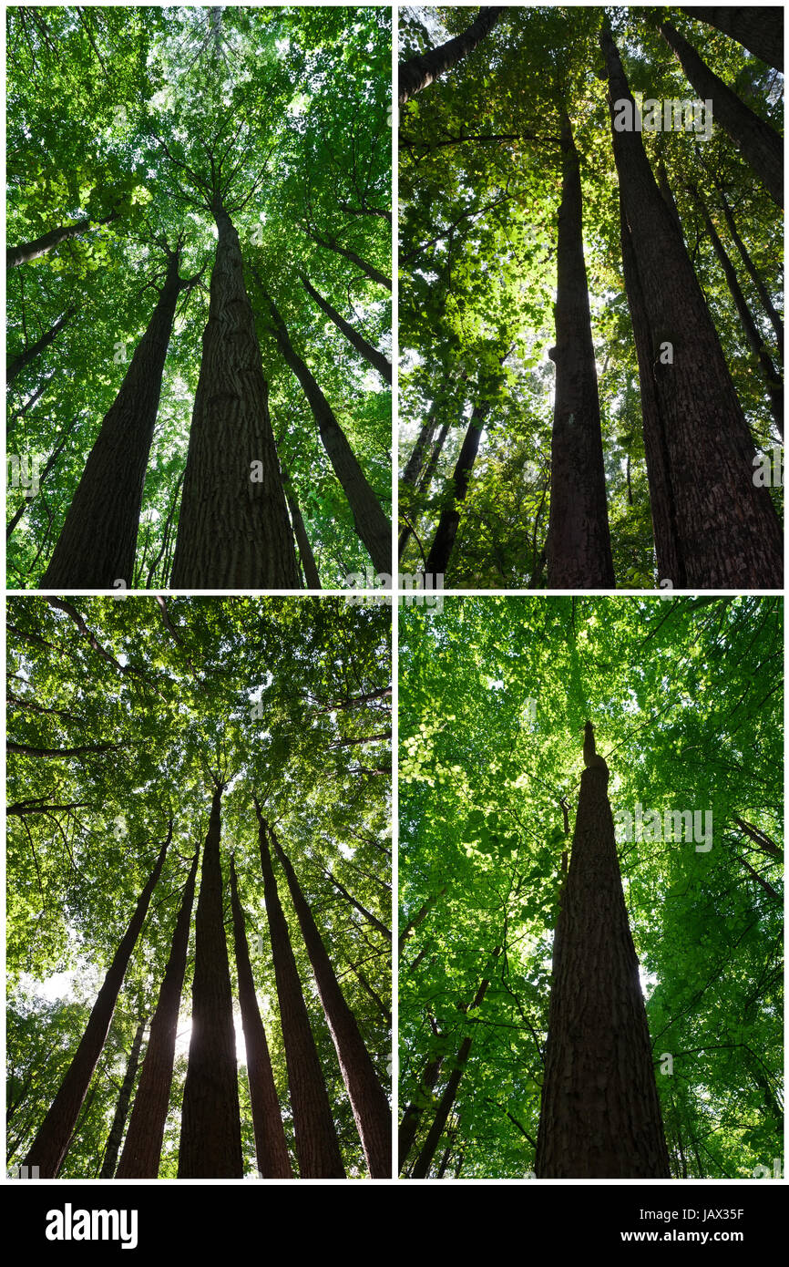 Beautiful photos of green forest on sunny day Stock Photo - Alamy