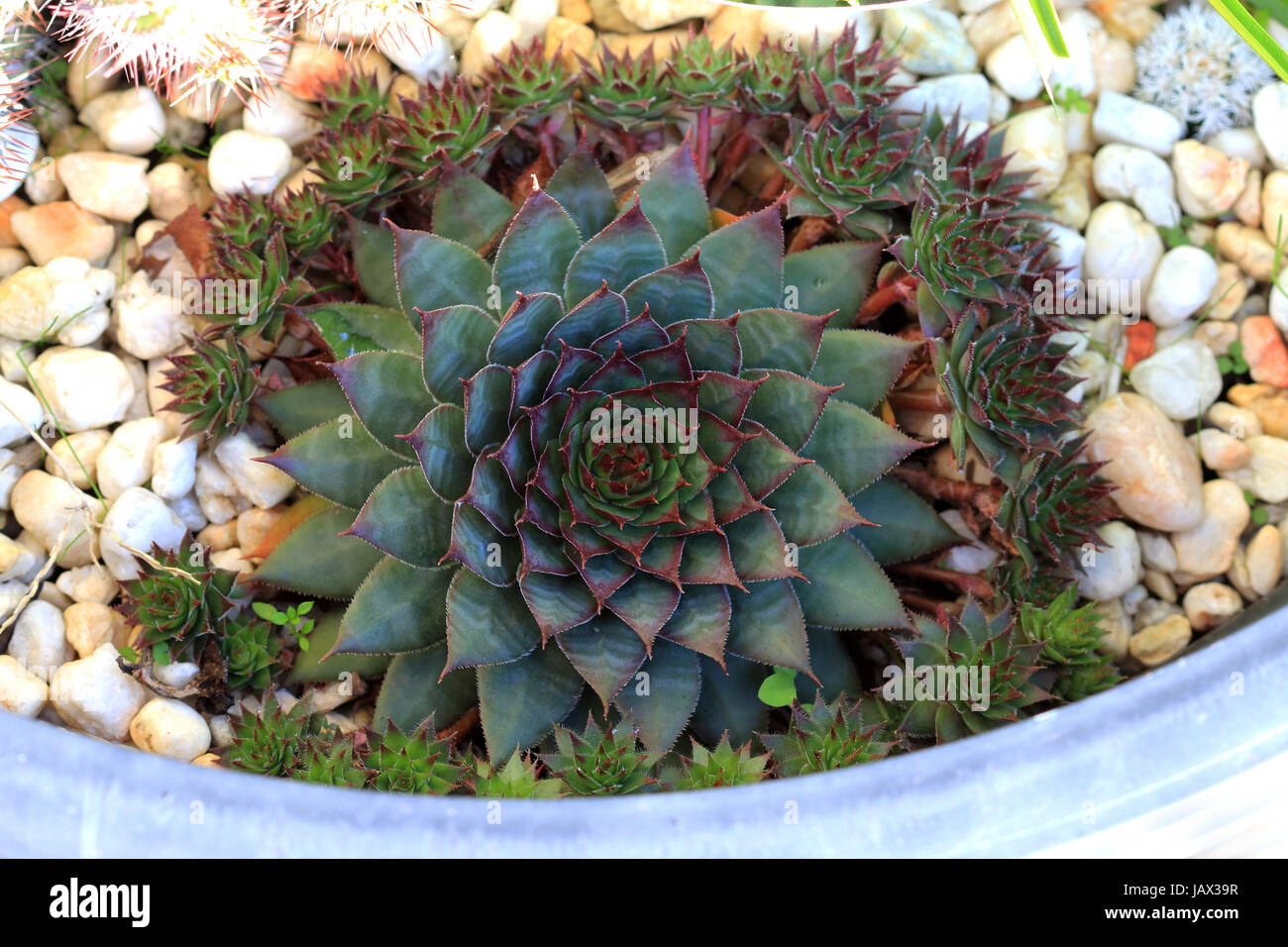 Close up of Houseleek Sempervivum tectorum succulent with small babies Stock Photo