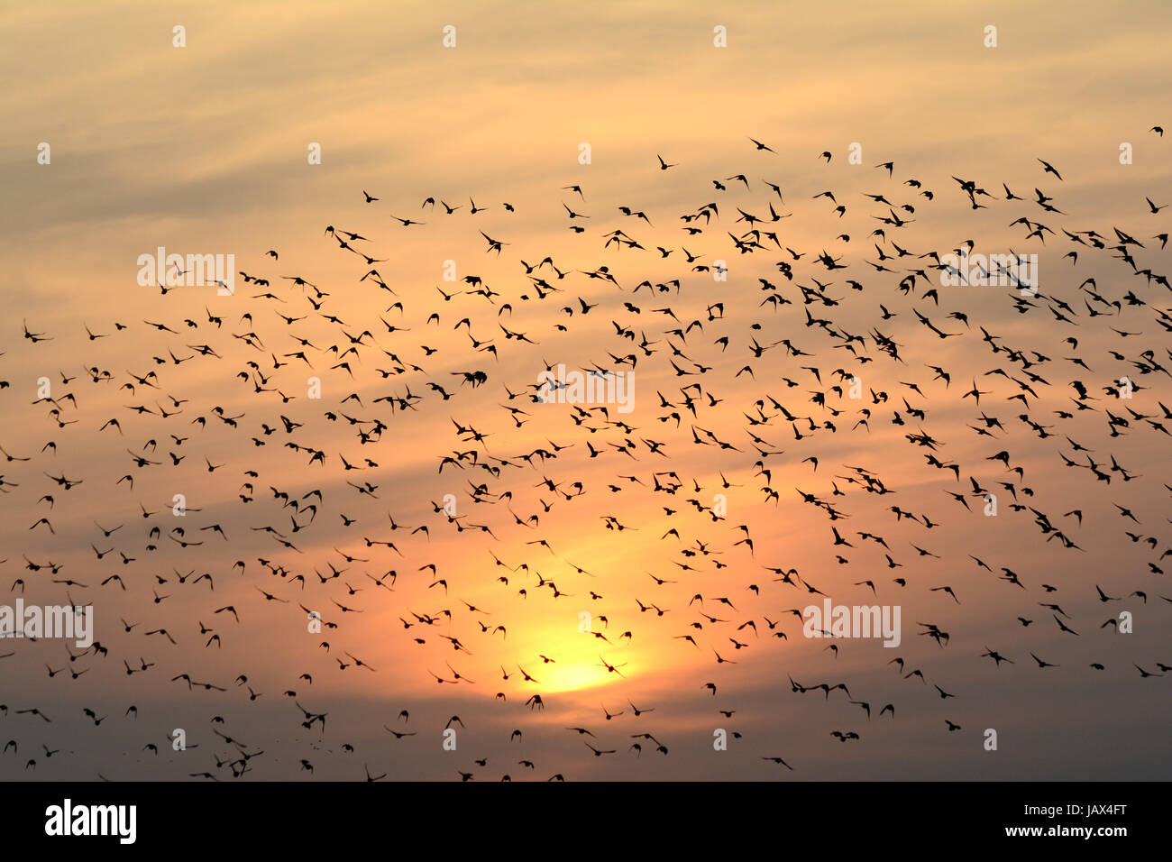 FLOCKING BEHAVIOR IN BIRDS IN EVENING Stock Photo
