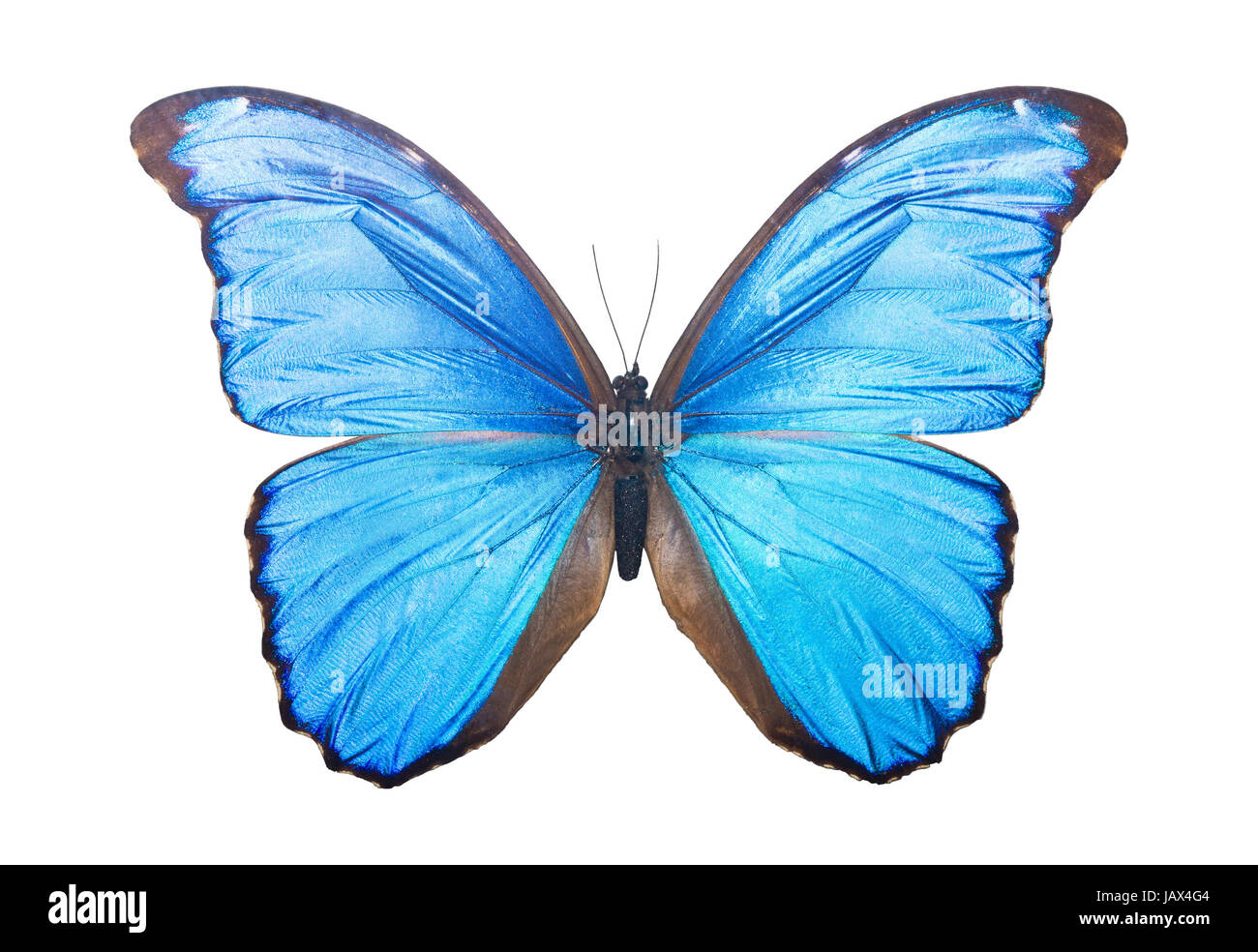 Beautiful tropical butterfly Morpho Didius isolated on white background Stock Photo - Alamy
