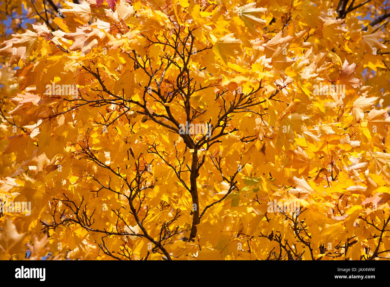 Beautiful photo of autumn golden yellow maple leaves Stock Photo - Alamy