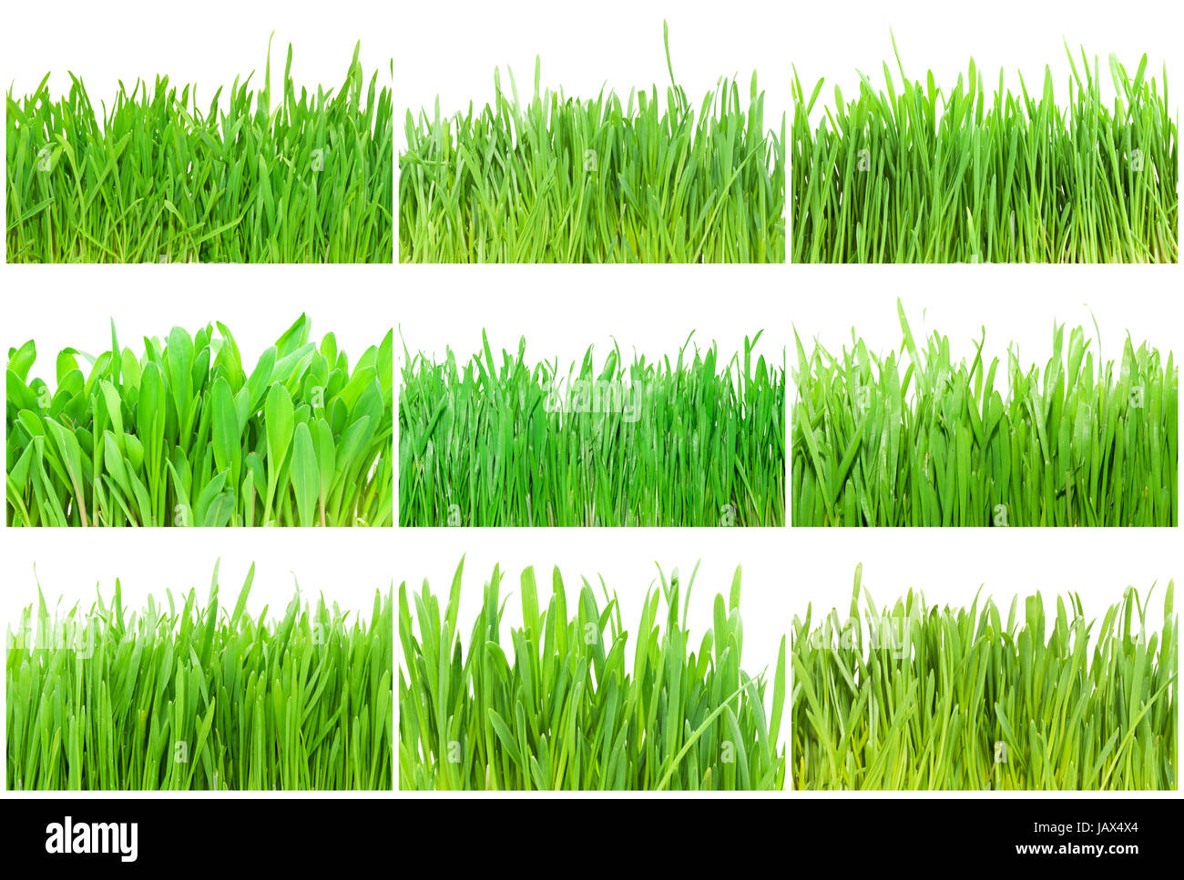 Fresh green grass isolated on white background Stock Photo - Alamy