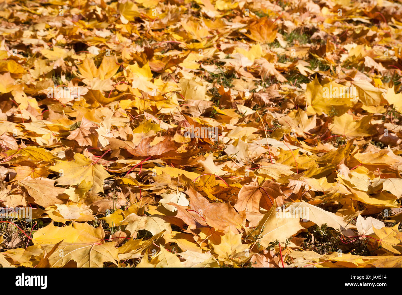 Beautiful photo of autumn golden yellow maple leaves Stock Photo - Alamy