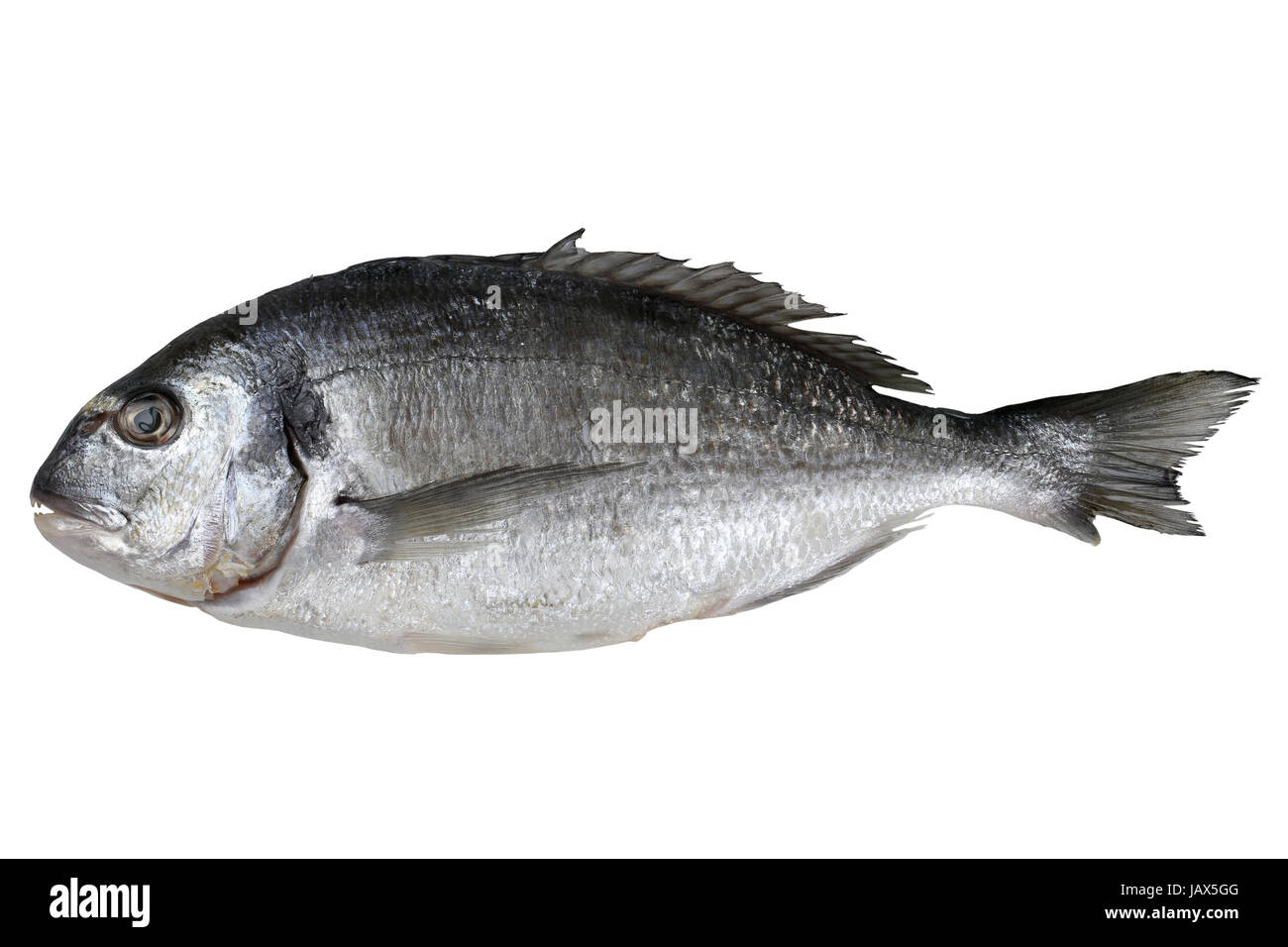 Frischer Fisch Dorade, freigestellt vor einem weissen Hintergrund Stock Photo