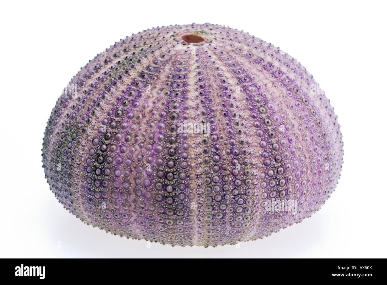skeleton of sea shell violet echinoidea isolated on white background ...