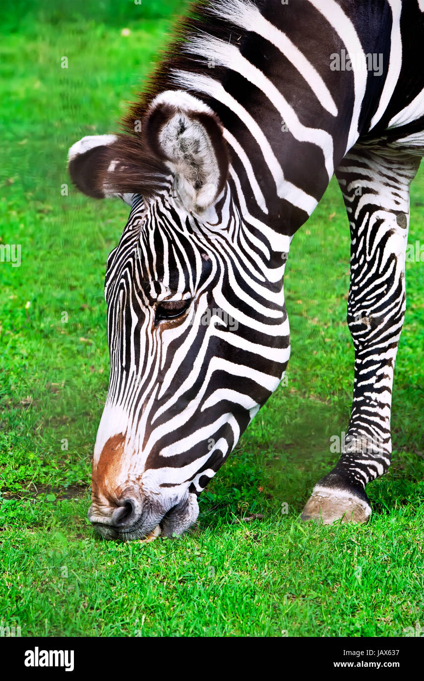 Nice close-up photo of young male zebra in zoo Stock Photo - Alamy