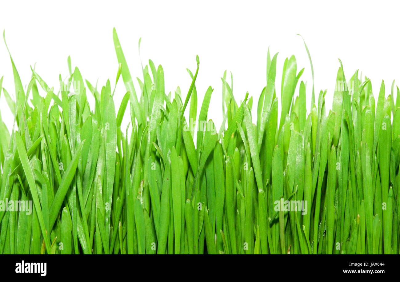 Fresh green grass isolated on white background Stock Photo - Alamy