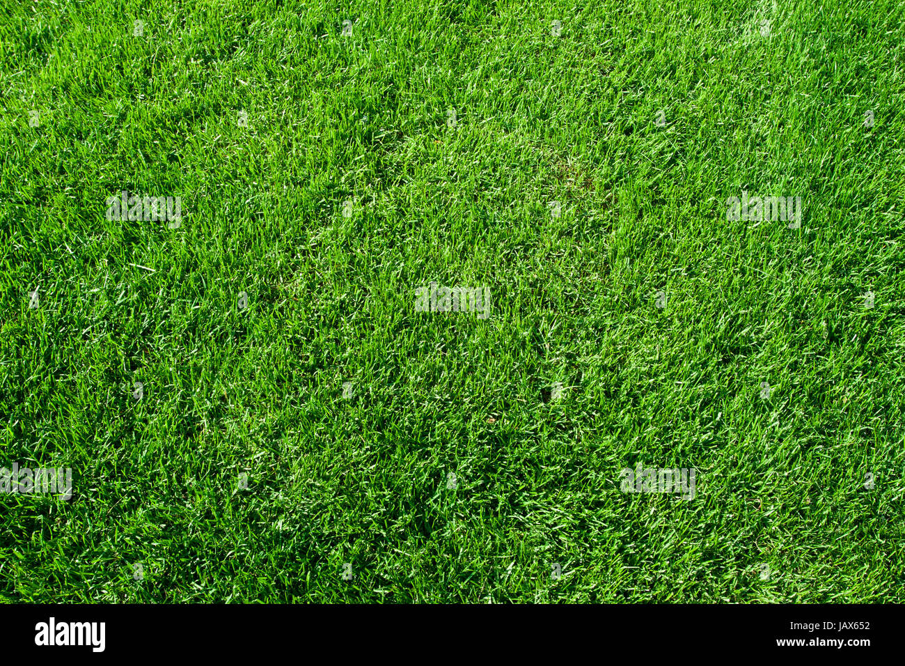 Green lush grass background under bright sunlight Stock Photo - Alamy