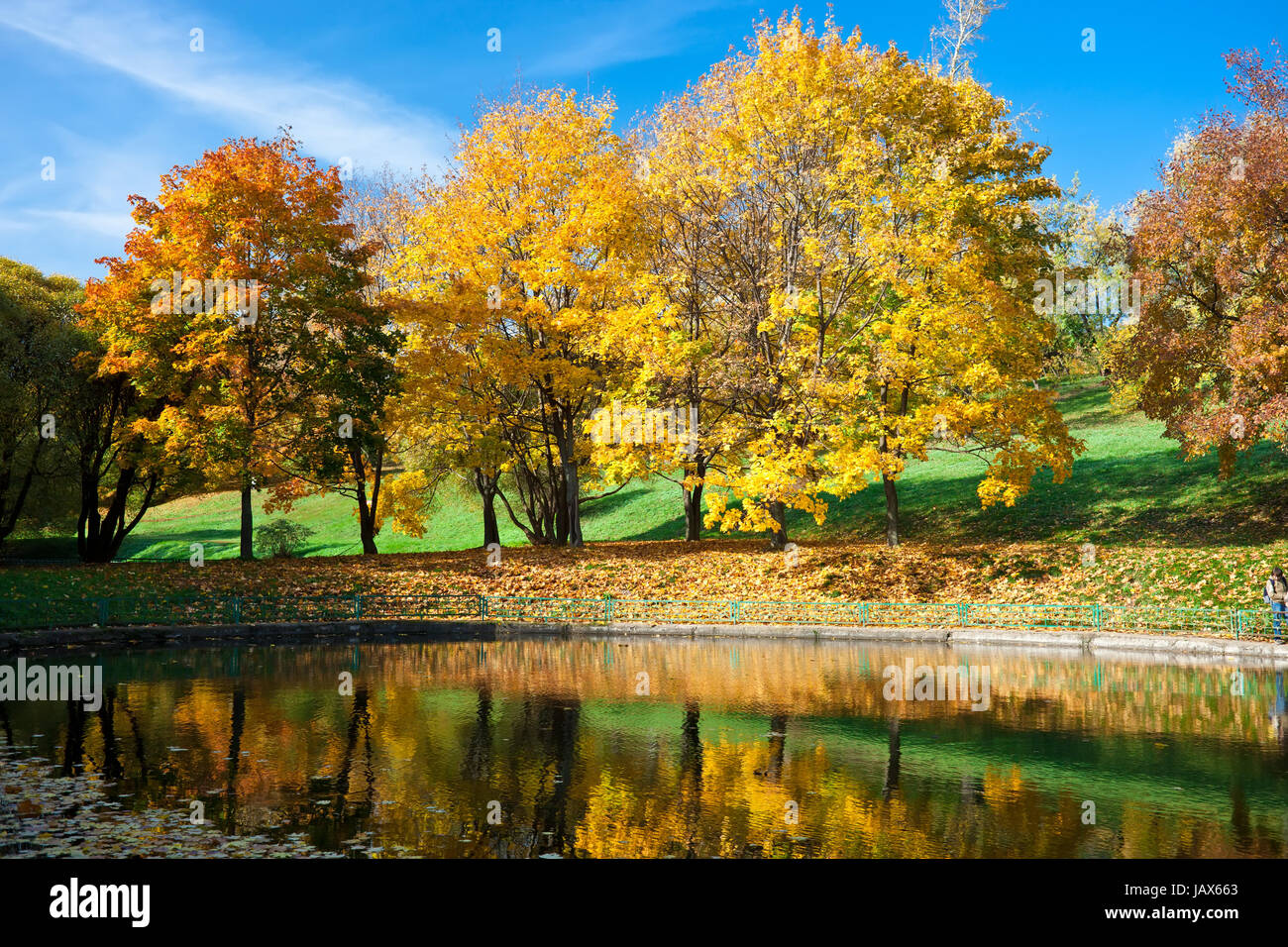 Beautiful photo of autumn maple with golden yellow leaves Stock Photo ...