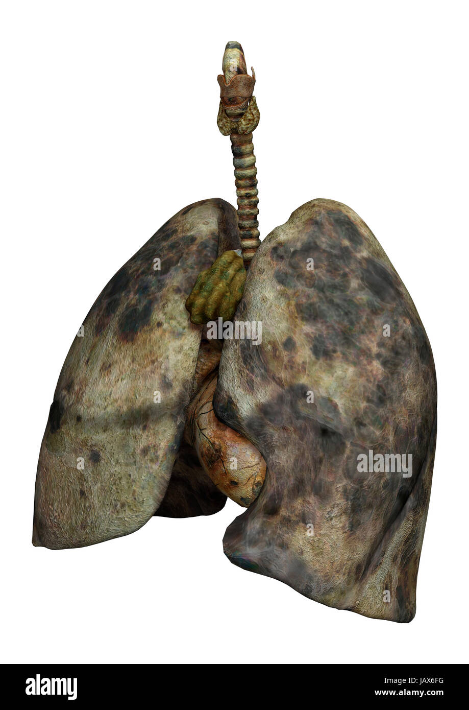 3D digital render of rotten lungs of female smokers isolated on white background Stock Photo