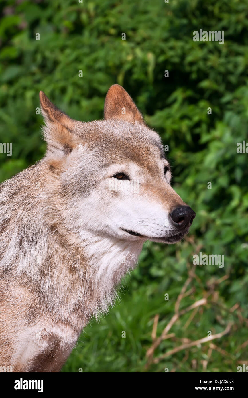 Nice close up portrait of gray wolf Stock Photo - Alamy