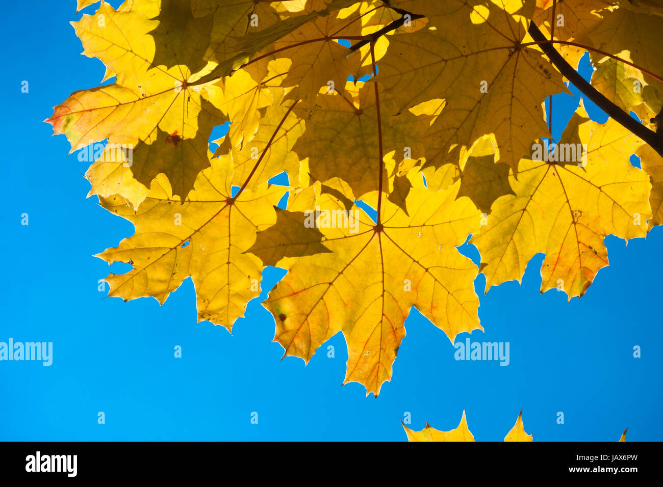 Beautiful photo of autumn maple with golden yellow leaves Stock Photo ...