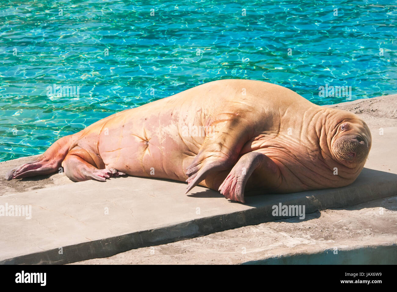 File:Walrus animal male detailed photo.jpg - Wikimedia Commons