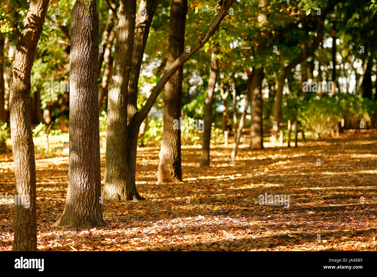 One autumn leaf hi-res stock photography and images - Alamy