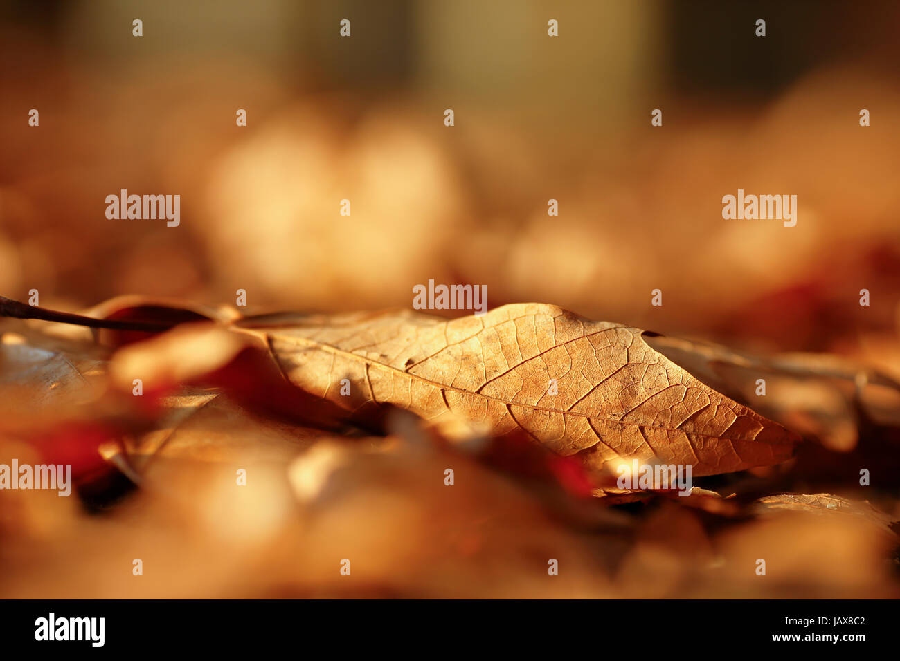 Autumn foliage Stock Photo