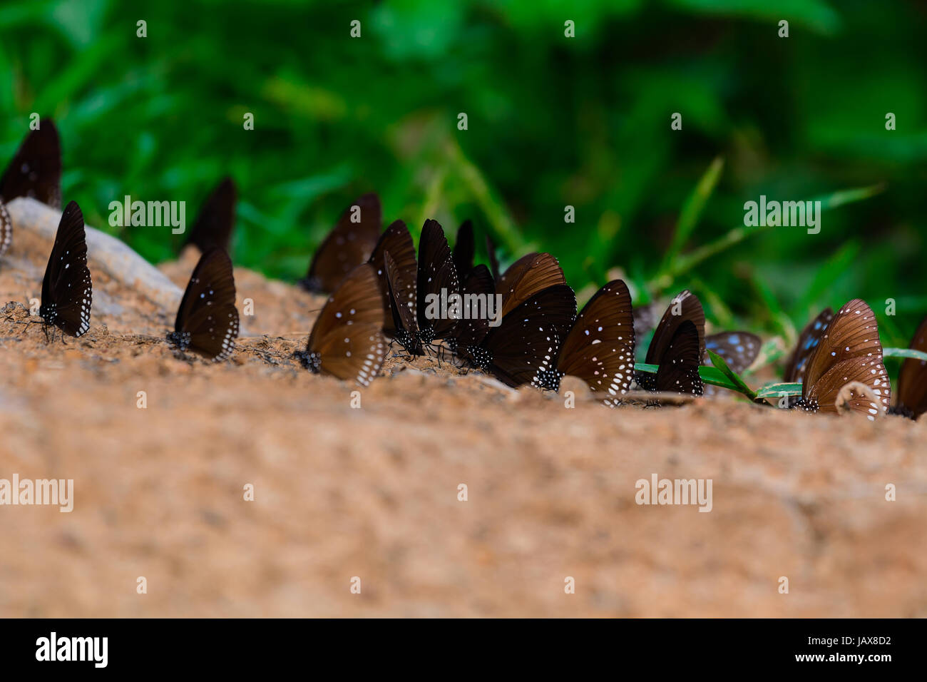 Butterfly diversity hi-res stock photography and images - Alamy