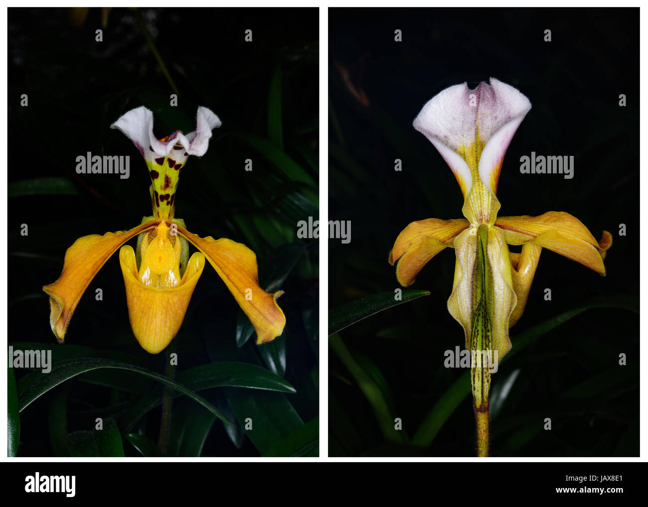Close up orchid Paphiopedilum gratrixianum (Mast.) Guillaumin in habitat at  Doi Inthanon National Park, Thailand. Front view and back view. Stock Photo