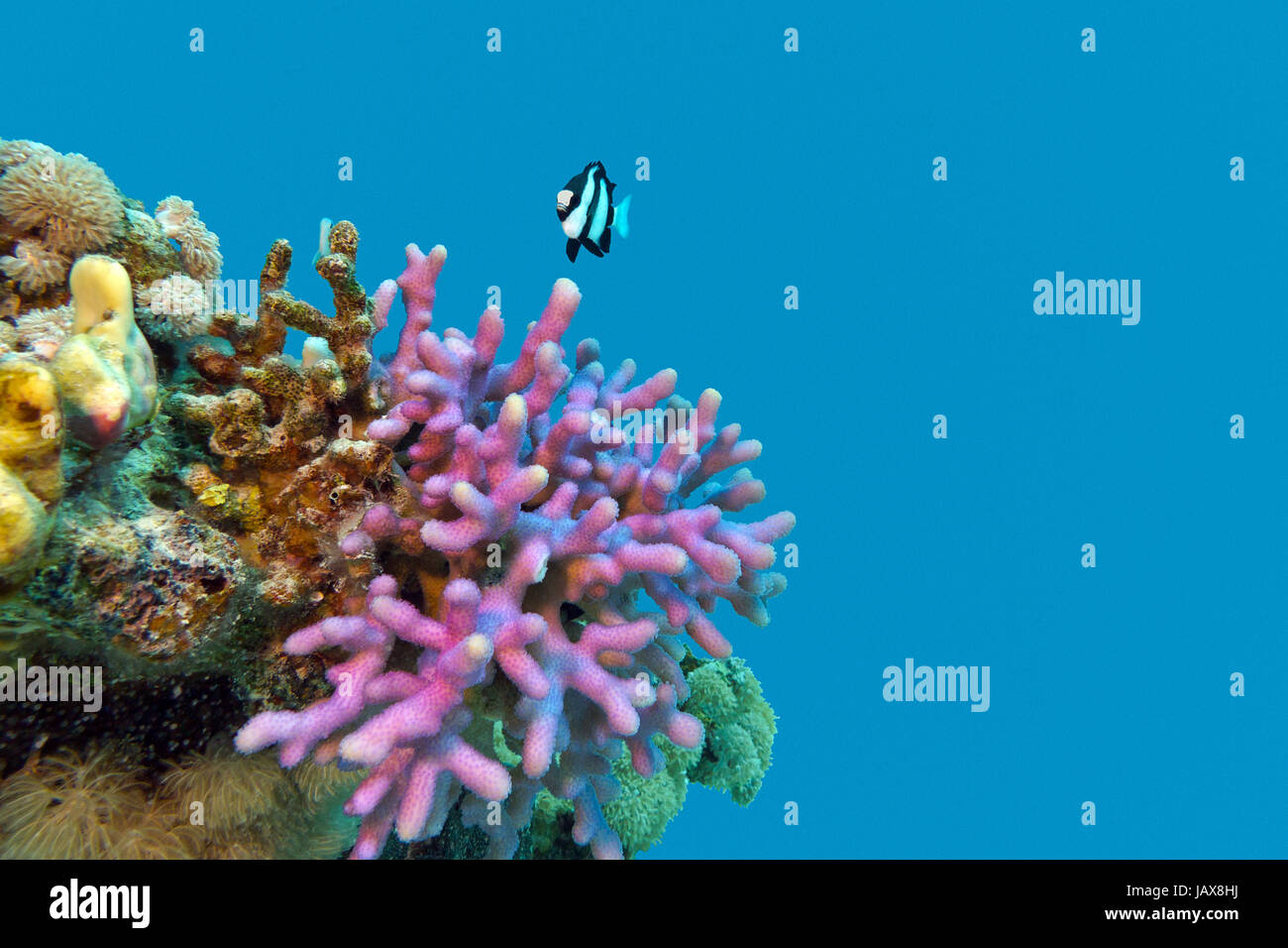 coral reef with violet hood coral end exotic fish at the bottom of tropical  sea isolated  on blue water background Stock Photo