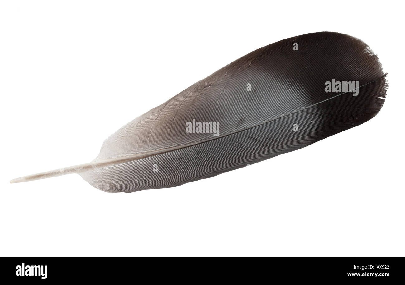 Feather pen and ink bottle on old paper background Stock Photo - Alamy