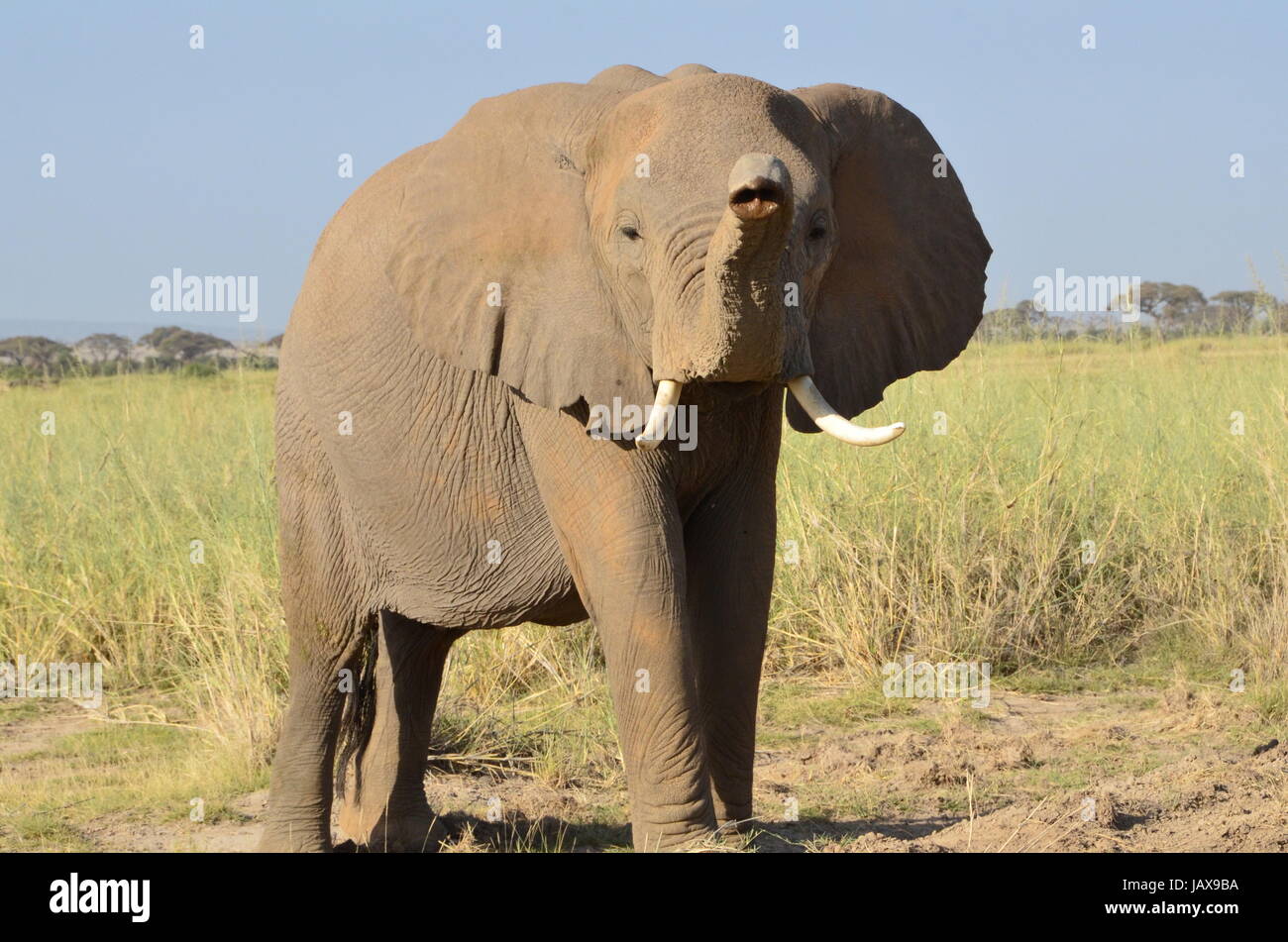 masai mara serengeti Stock Photo - Alamy