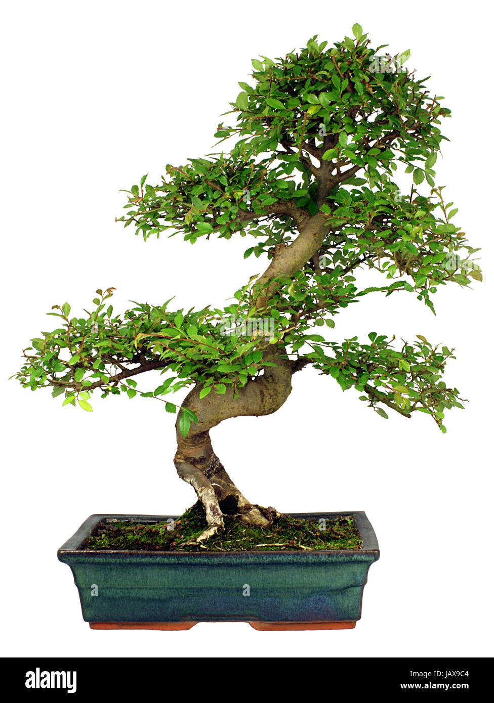 Chinese Elm Bonsai Tree in a Ceramic Pot isolated on a white background Stock Photo