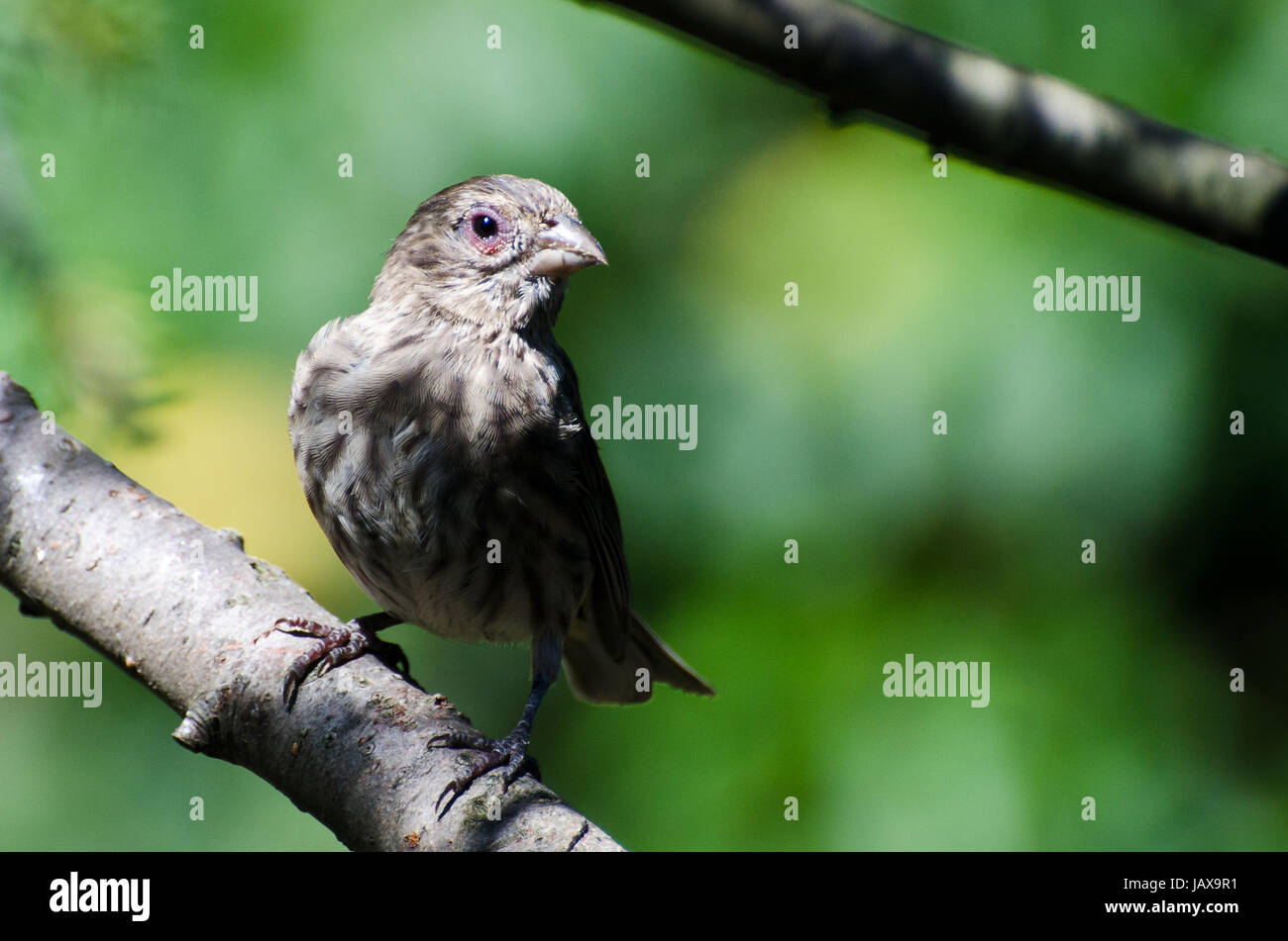 House Finch with Avian Conjunctivitis Disease Stock Photo Alamy
