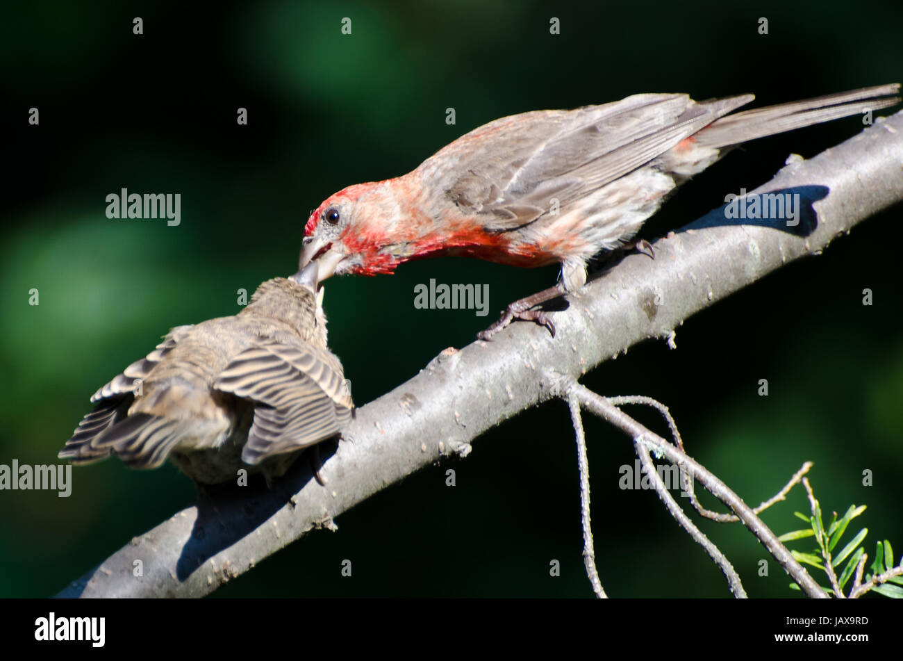 Male House Finch Feeding its Young Stock Photo - Alamy