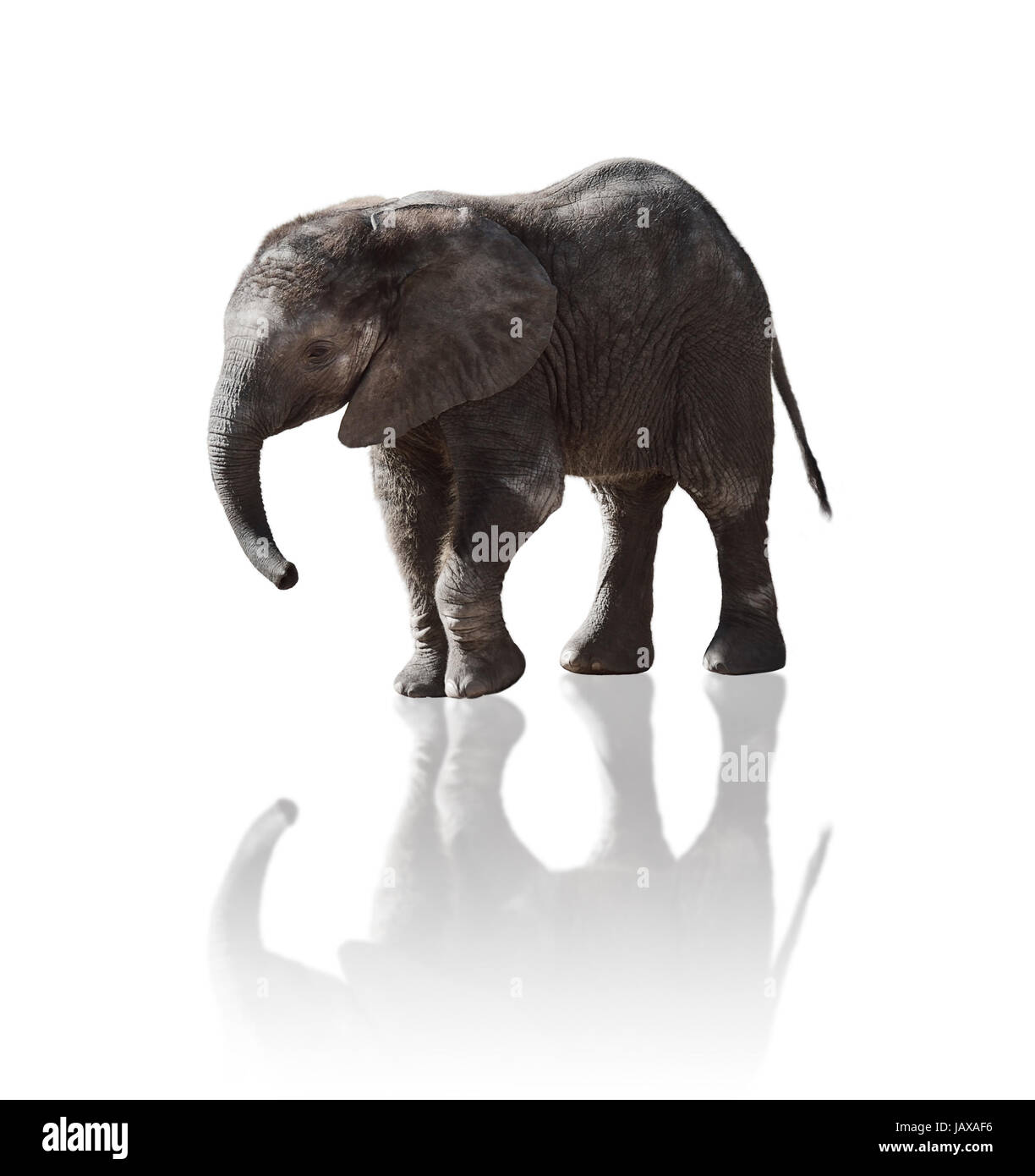 Young Elephant Isolated On White Stock Photo - Alamy