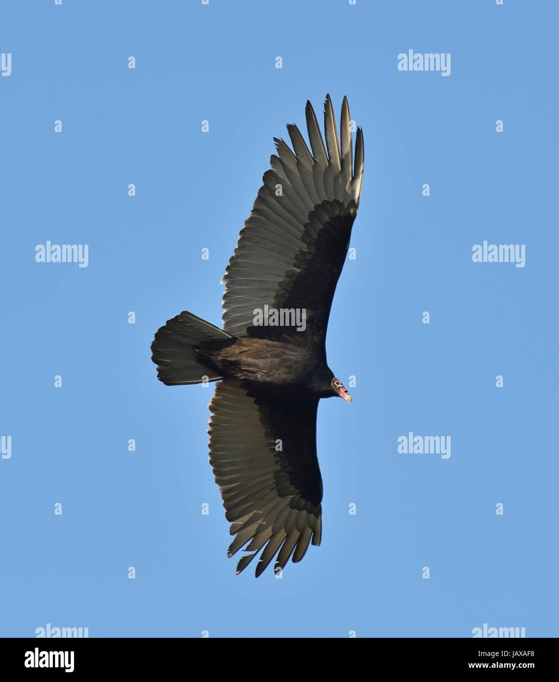 Turkey Vulture In Flight Catharte Aura Stock Photo Alamy Turkey Vulture In Flight Catharte Aura Stock Photo Alamy