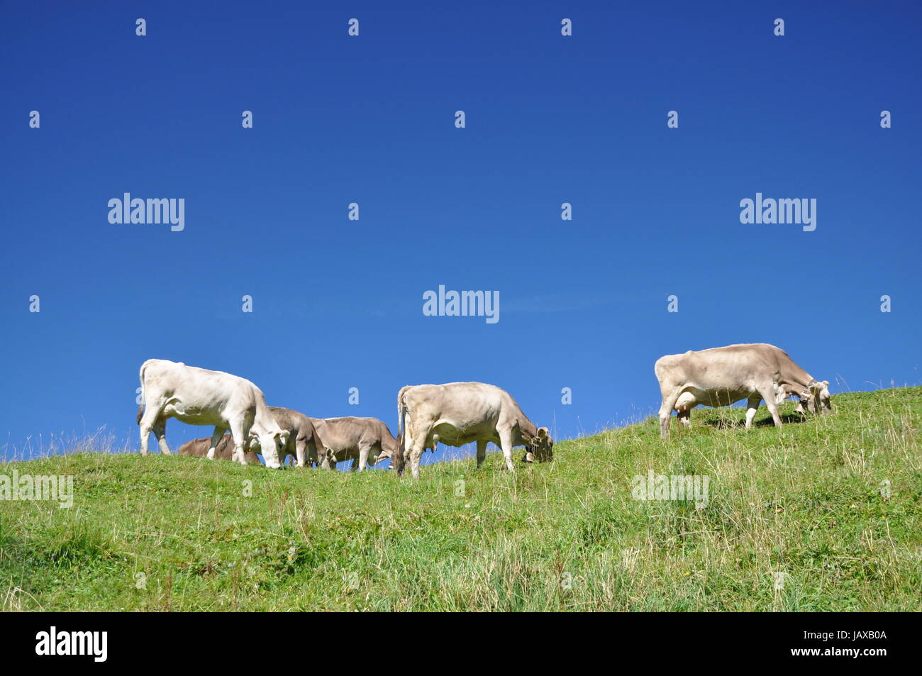 Bergweide bergwiese hi-res stock photography and images - Alamy